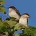 Eastern Kingbird Fledglings by annepann