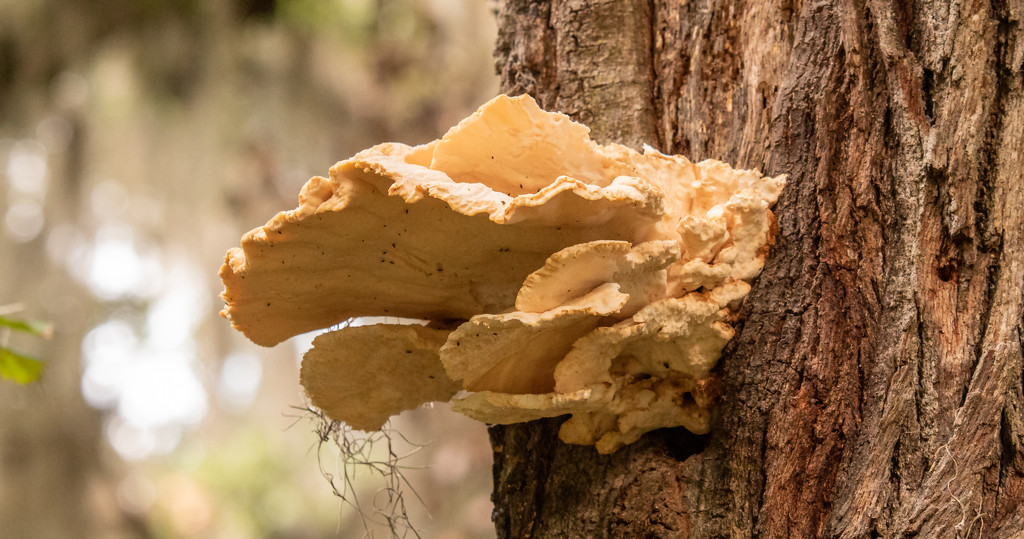 Fungi on the Side of the Tree! by rickster549