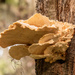 Fungi on the Side of the Tree! by rickster549