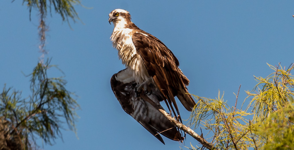 Osprey Dad, Drying Out! by rickster549
