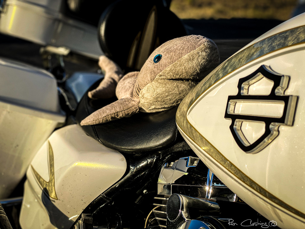 2020 Motorcycle Adventure Day 1 by stray_shooter