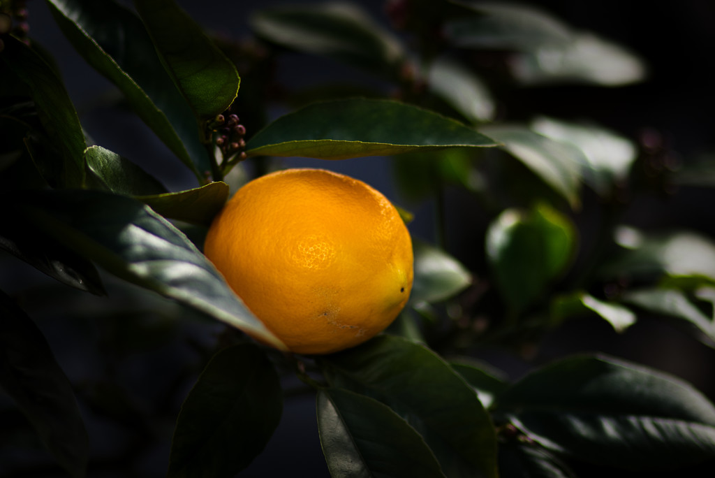 Lemon by suez1e