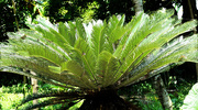 27th Jul 2020 - Palm Plant