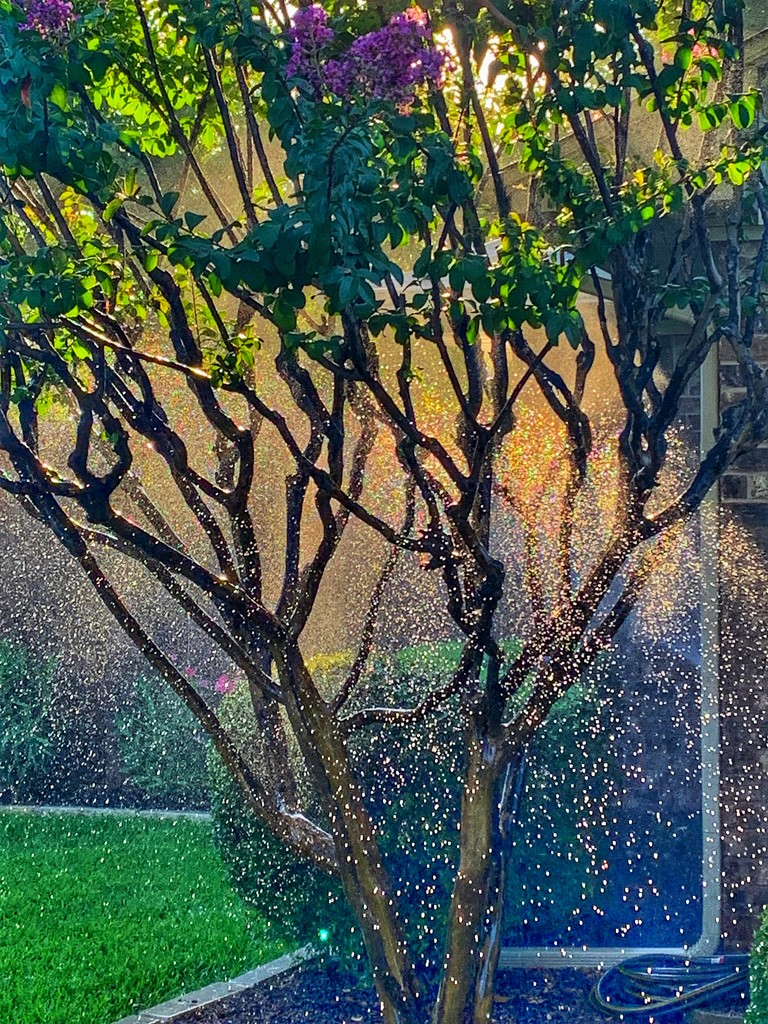 Lawn sprinklers in the morning sun, faffed a bit.  by louannwarren