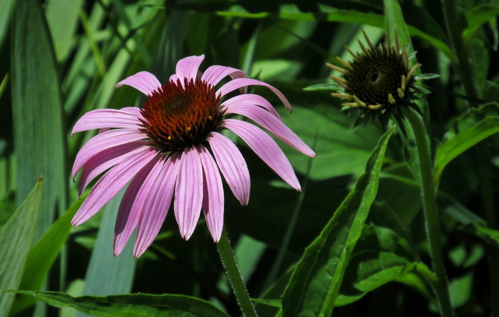 Coneflower by mittens