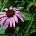 Coneflower by mittens