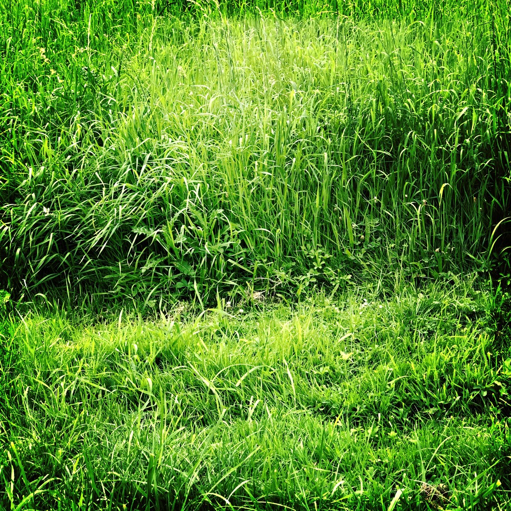 As green as grass by mastermek