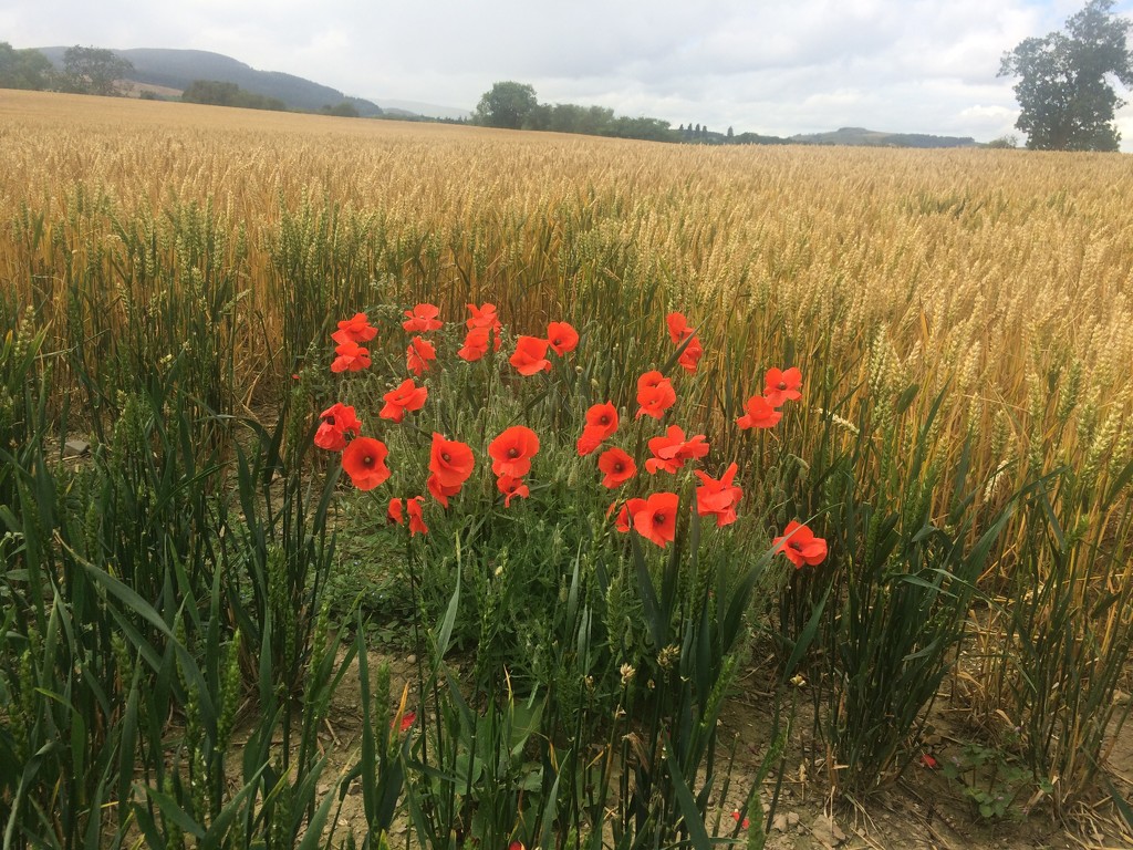 Perfect poppies! by snowy