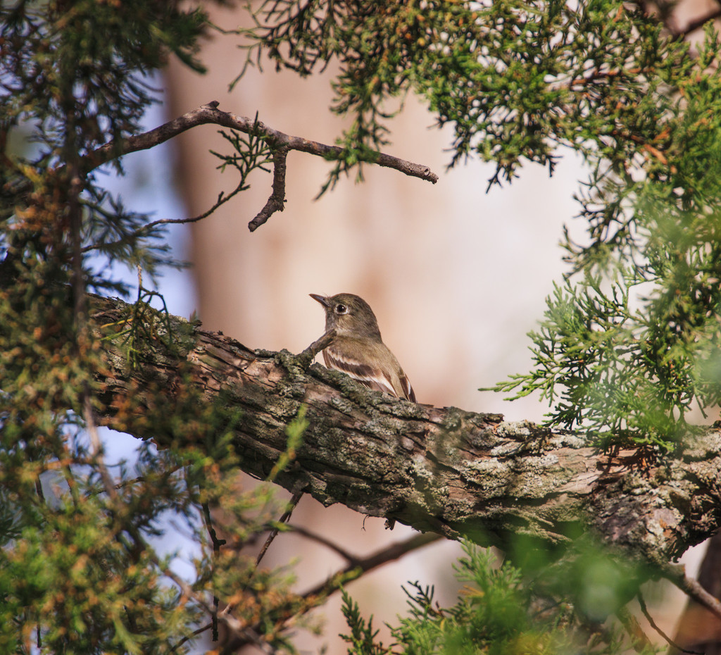 little visitor by aecasey