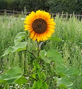 26th Jul 2020 - Sunflower in the meadow
