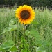 Sunflower in the meadow by busylady