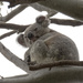 50 shades of grey by koalagardens