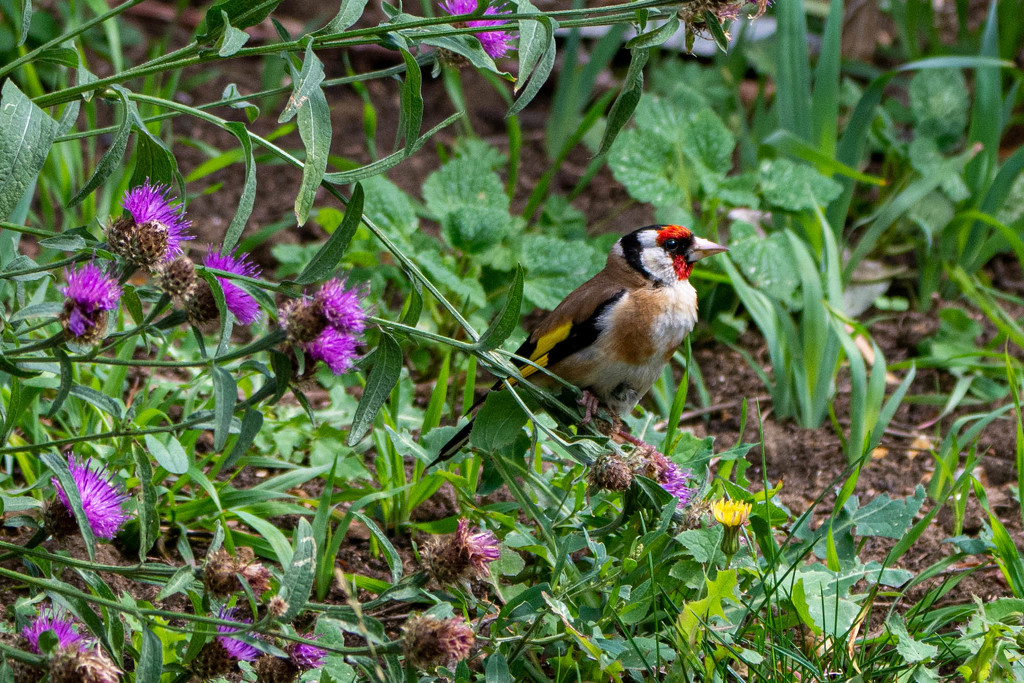 Goldfinch in the flowers by stevejacob