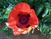 28th Jul 2020 - Last of the Poppies..