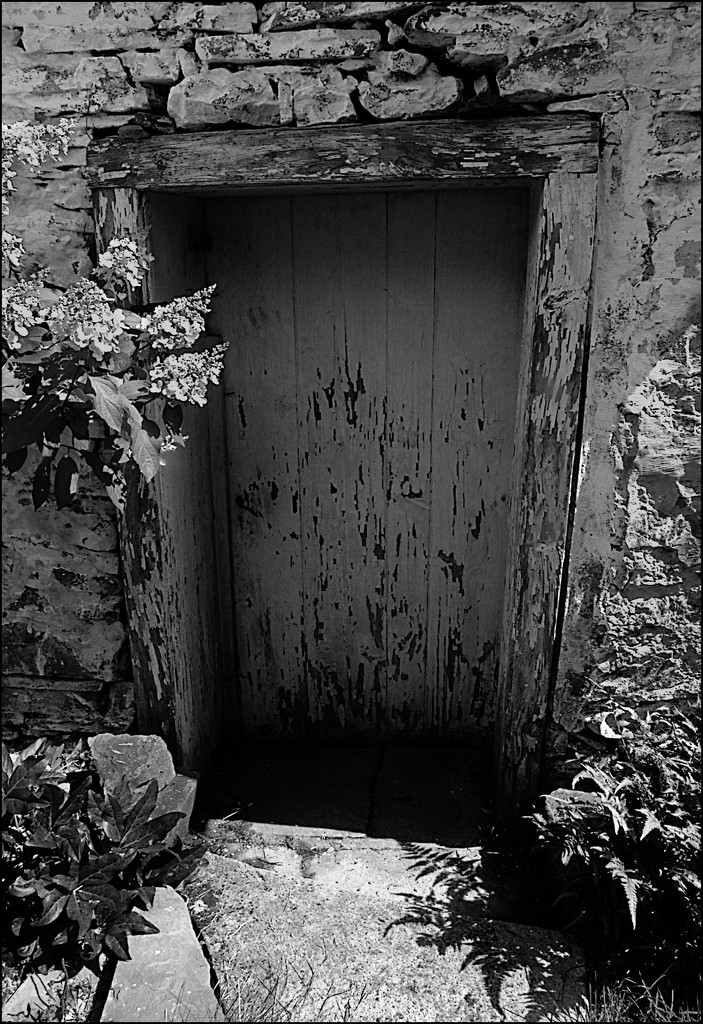 Old Barn Door by olivetreeann