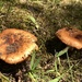 Fungi by mjmaven