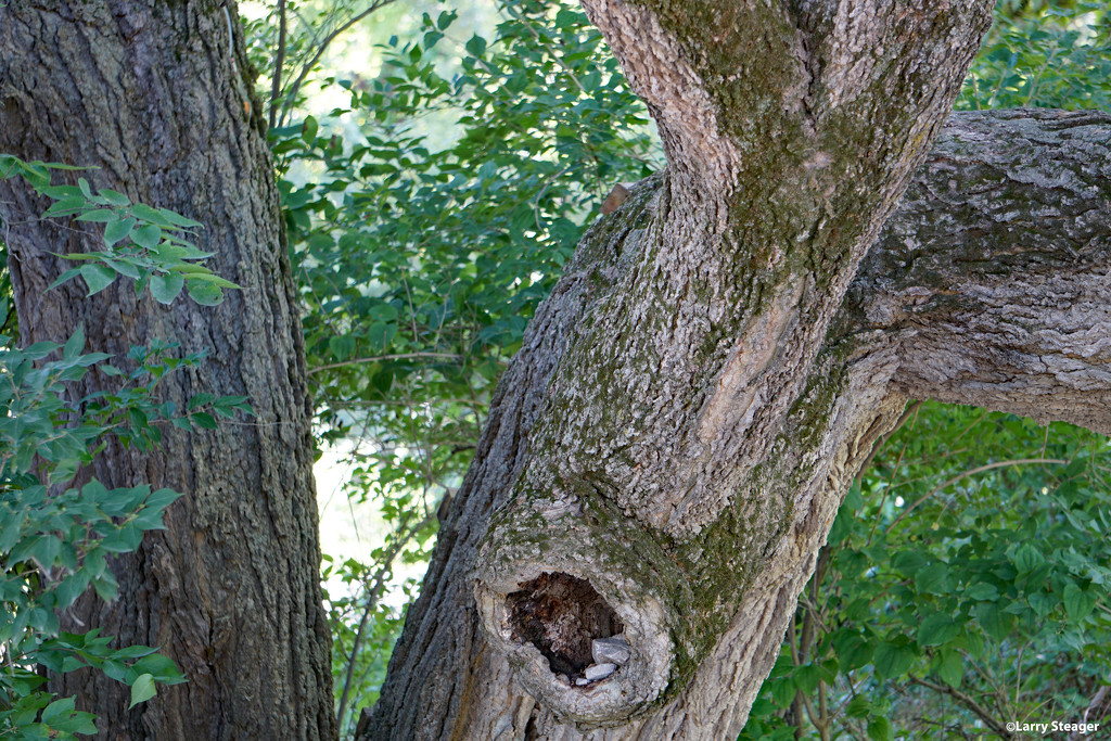 Old tree by larrysphotos