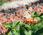 28th Jul 2020 - The painted lady's have arrived