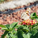 The painted lady's have arrived by larrysphotos