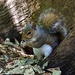 Same species different squirrel! by carole_sandford