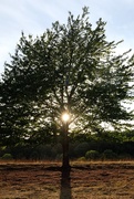28th Jul 2020 - Sunset in tree