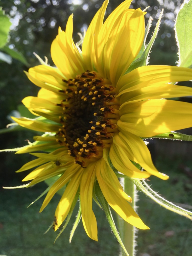 First sunflower  by margonaut