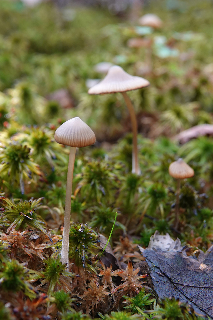 Small mushrooms growing in the sphagnum by annepann