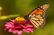 28th Jul 2020 - Monarch Butterfly!