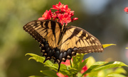 28th Jul 2020 - Eastern Tiger Swallowtail Butterfly!