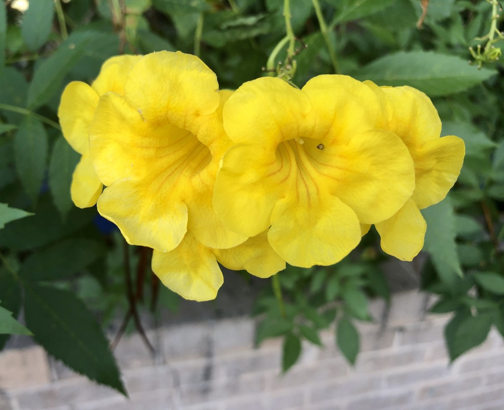 Yellow flowers  by lisaconrad