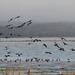 Geese Landing by stephomy