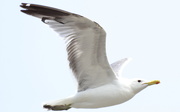18th Jul 2020 - Gull in flight