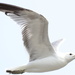 Gull in flight by stephomy