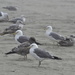 gulls by stephomy