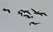 25th Jul 2020 - Geese Flying