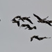 Geese Flying by stephomy