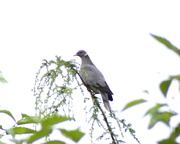 17th Jul 2020 - Band-tailed pigeon