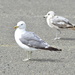 Posing Gulls by stephomy