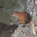 A wee wet squirrel! by jamibann