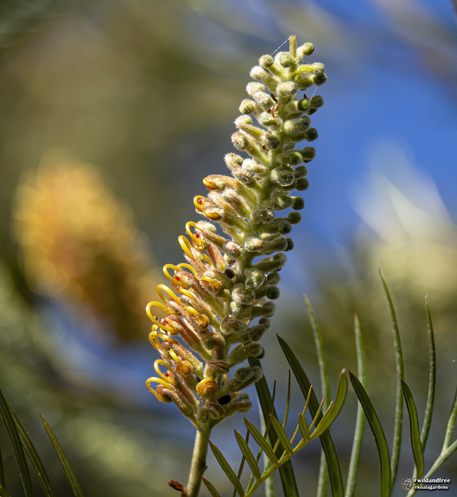 grevillea bud about to open by koalagardens