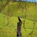 Hawk in Color Because Hillsides Were Green by elatedpixie