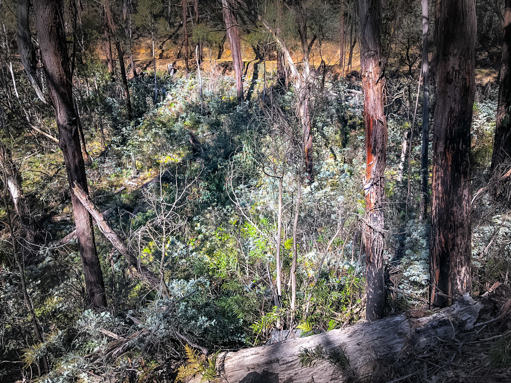 Wattle gully by pusspup