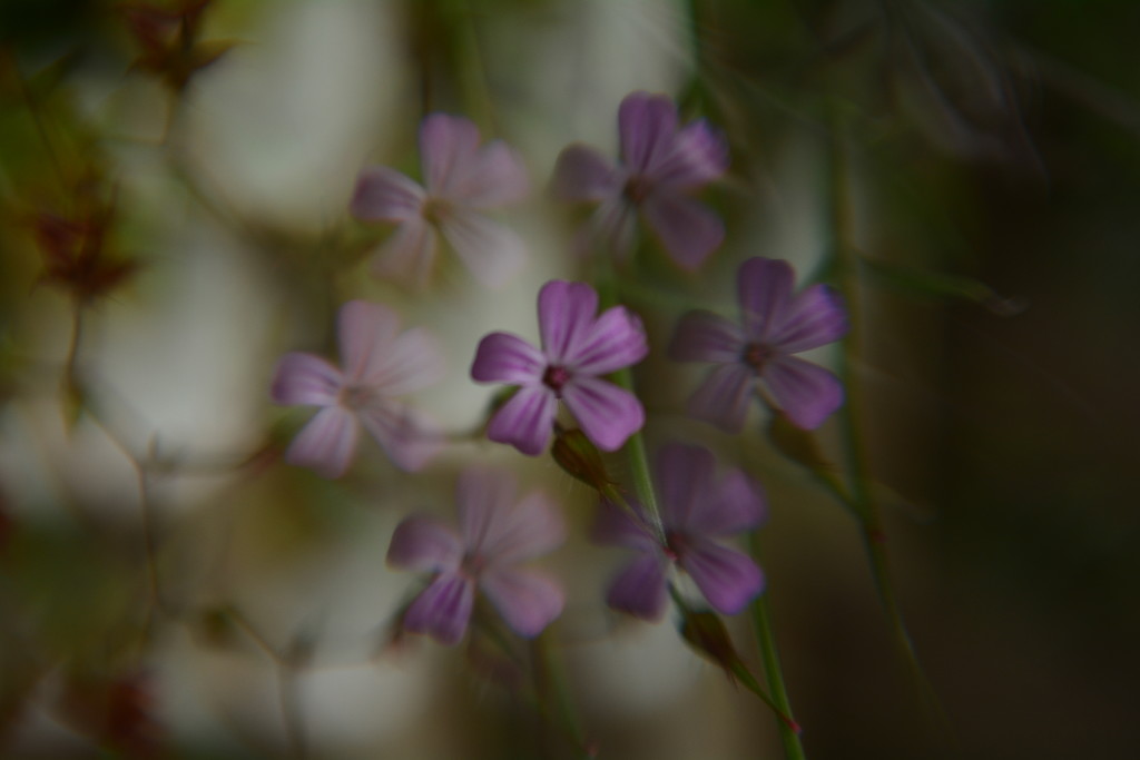 Herb Robert flower............ by ziggy77