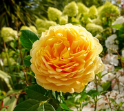 29th Jul 2020 - Golden Wedding Rose 