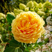 Golden Wedding Rose  by tonygig