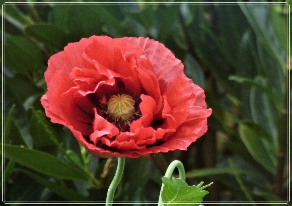 Poppy in the garden by beryl