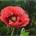 Poppy in the garden by beryl
