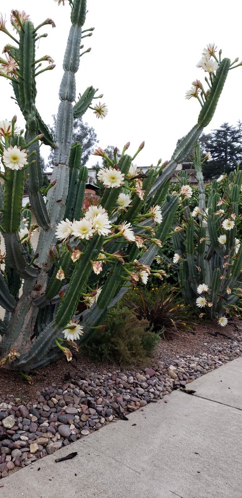 Cacti in Bloom by mariaostrowski