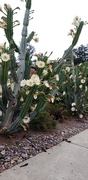27th Jul 2020 - Cacti in Bloom