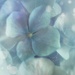 2020-07-29 hydrangea dream by mona65